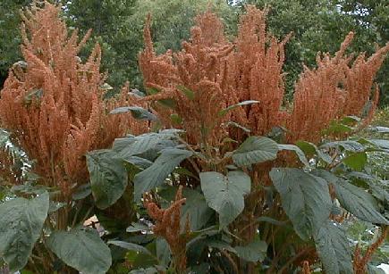 Amaranthus cruentus 'hot biscuit'