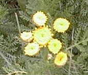 Tanacetum huronense