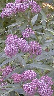 Asclepias incarnata