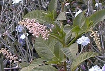 Phytolacca sp.