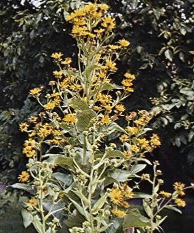Inula helenium
