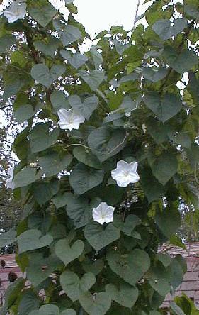 Ipomoea alba