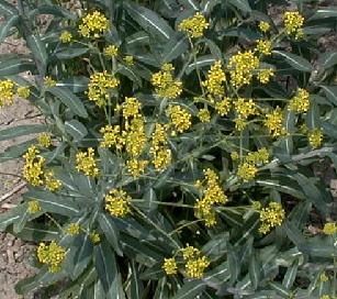 Isatis tinctoria