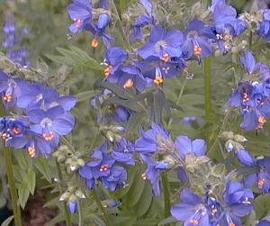 Polemonium caeruleum