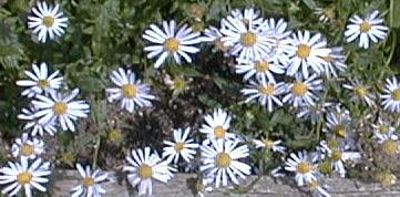 Kalimeris incisa