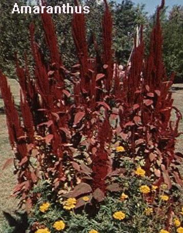 Amaranthus paniculatus