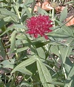 Knautia macedonica