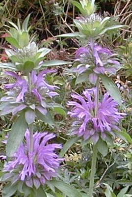 Monarda x hybrida 'lambada'