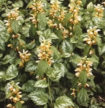 Lamiastrum galeobdolon 'florentinum'