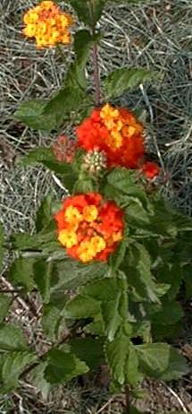 Lantana urticoides