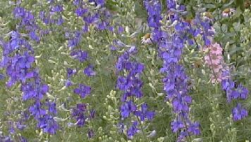 Delphinium consolida