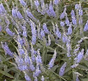 Veronica sp. 'lavender charm'