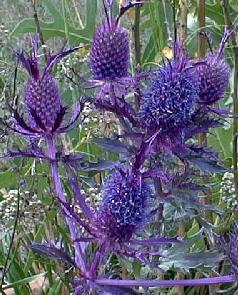 Eryngium leavenworthii