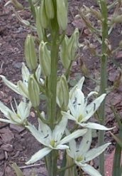 Camassia leightlini alba