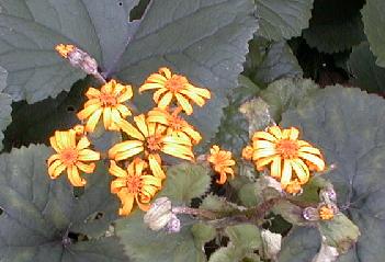 Ligularia dentata