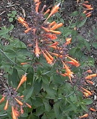 Agastache aurantiaca