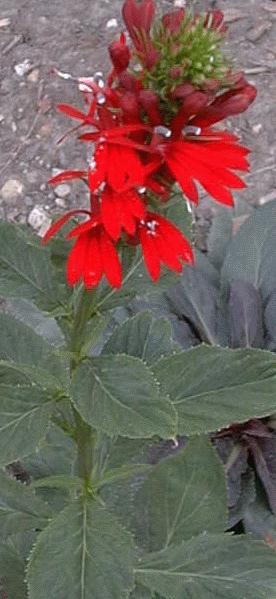Lobelia cardinalis