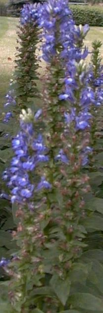 Lobelia syphilitica