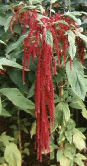 Amaranthus caudatus