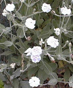 Lychnis coronaria 'angel blush'
