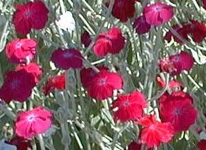Lychnis coronaria 'rose campion'