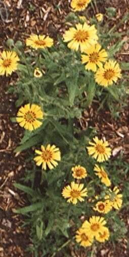 Madia elegans