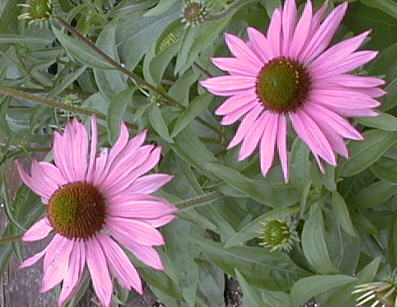 Echinacea purpurea