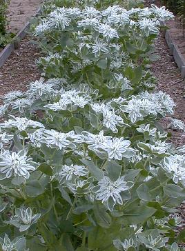 Euphorbia marginata