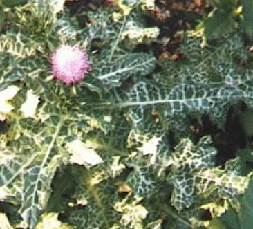 Silbum marianum v. sily