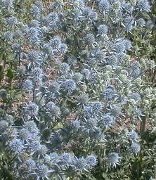Eryngium maritimum