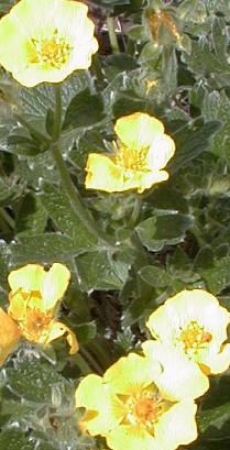 Potentilla megalantha