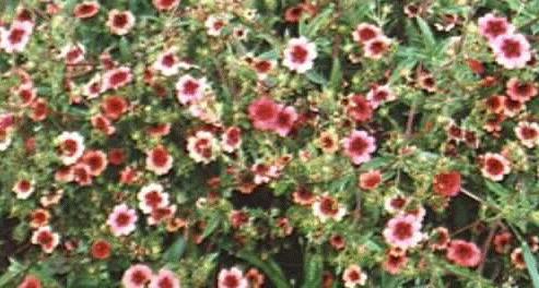 Potentilla atrosanguinea 'melton's fire'