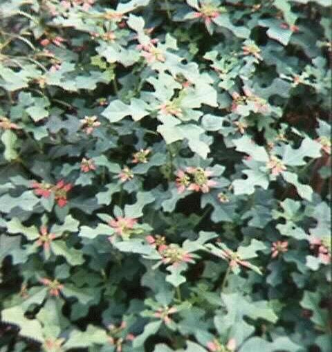 Euphorbia cyathophora
