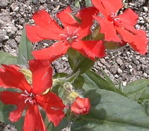 Lychnis migueliana