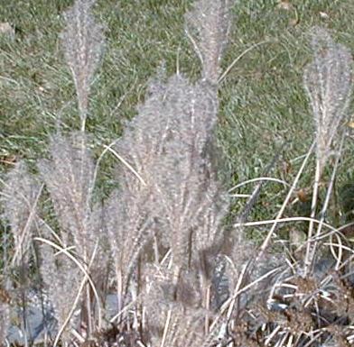 Miscanthus sinensis 'mitsu'