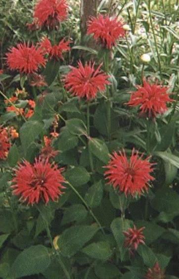 Monarda didyma