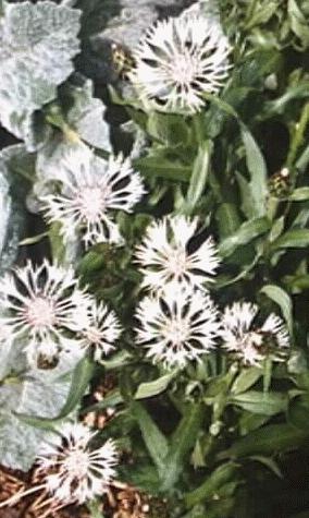 Centaurea montana alba