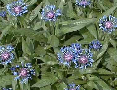 Centaurea montana