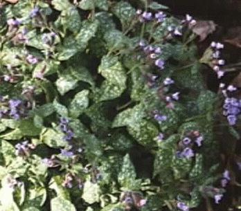 Pulmonaria saccarata