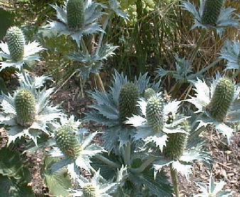 Eryngium giganteum