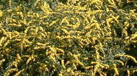 Solidago multiradiata
