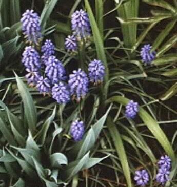 Muscari sp.