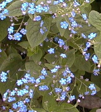 Myosotis sylvatica