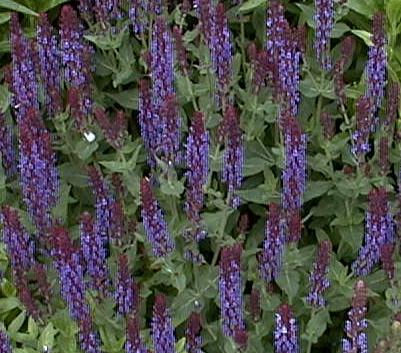 Salvia nemorosa