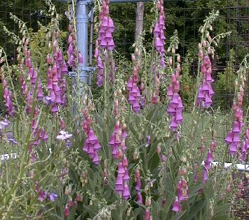 Digitalis purpurea v. nevadense
