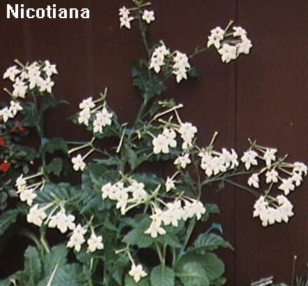 Nicotiana alata