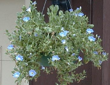 Nolana paradoxa