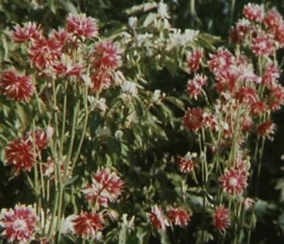 Aquilegia vulgaris plena