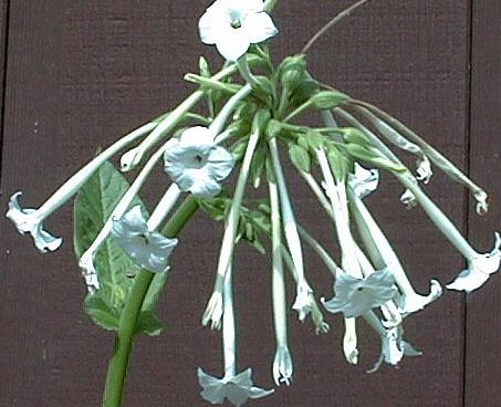 Nicotiana sylvestris