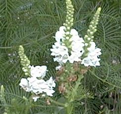 Physostegia virginiana 'summer snow'